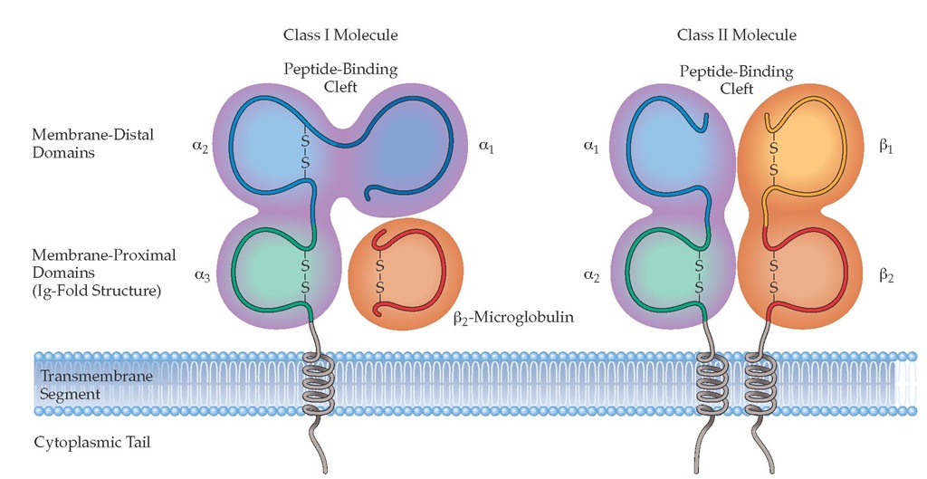 MHC molecules are of two structural types with very similar peptide-binding sites on the membrane-distal surface. (a) MHC class I molecules consist of heavy chains made up of three polypeptide domains (aj, a2, a3) and a noncovalently associated light chain, ^-microglobulin. (b) MHC class II molecules are heterodimers of a and p chains with a very similar overall structure and peptide-binding surface.