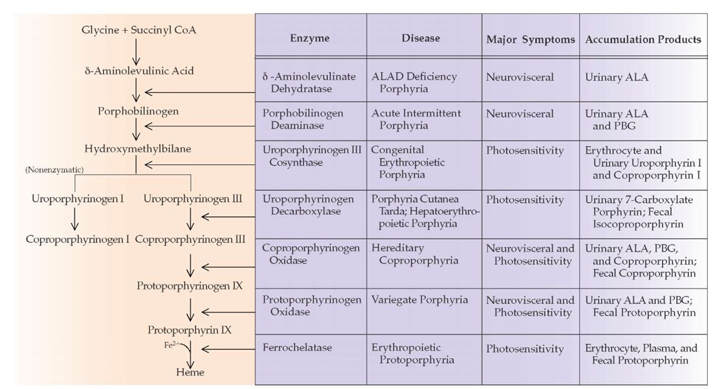 Classification and major symptoms of the porphyrias. S-Aminolevulinate dehydratase deficiency and porphobilinogen deaminase deficiency are accompanied by acute hepatic porphyria, but not by photocutaneous porphyria, because their enzymatic blocks result in a decrease in porphyrin precursor synthesis. Enzymatic defects beyond uroporphyrinogen III cosynthase are all associated with photocutaneous porphyrias, because they produce excessive amounts of various porphyrins. Both hereditary coproporphyria and variegate porphyria are additionally associated with acute hepatic porphyria. 