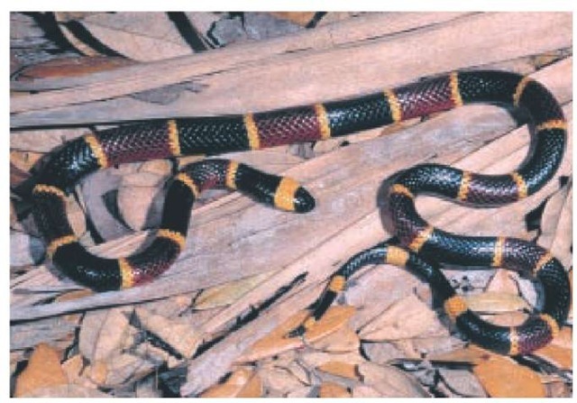 The nose of the coral snake is black, and the body has black, red, and yellow bands. The black bands do not separate the red and yellow bands, as they do on the nonvenomous but similarly banded kingsnake. Snake shown is an eastern coral snake, Micrurus fulvius. 