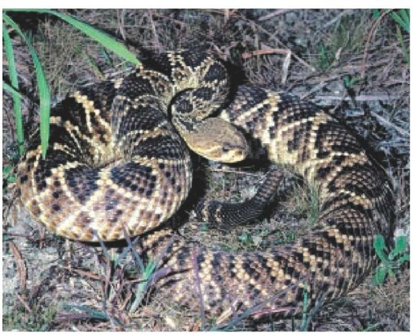 Diamondback rattlesnakes are the largest and most dangerous rattlesnakes in the United States. Shown is an eastern diamondback rattlesnake, Crotalus adamanteus. 