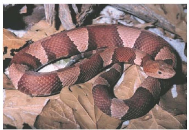 The copperhead (Agkistrodon contortix) has a geographic range that extends from Massachusetts southwest to Texas. Bites from these snakes are painful but rarely fatal. 