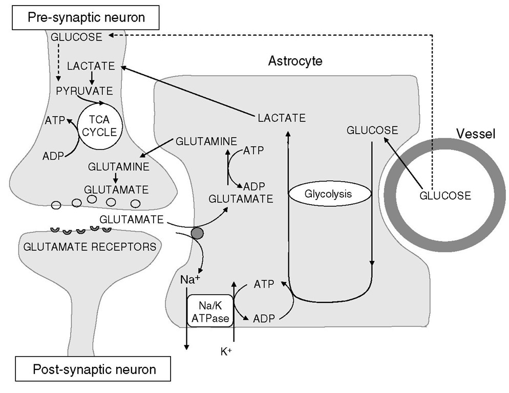 Relationship of astrocytes to oxygen and energy metabolism in the brain. Glucose taken up by astrocytes undergoes glycolysis for generation of ATP to meet astrocytic energy requirements (for glutamate reuptake, predominantly). The lactate that this process generates is shuttled to neurons, which utilize it aerobically in the citric acid cycle. 