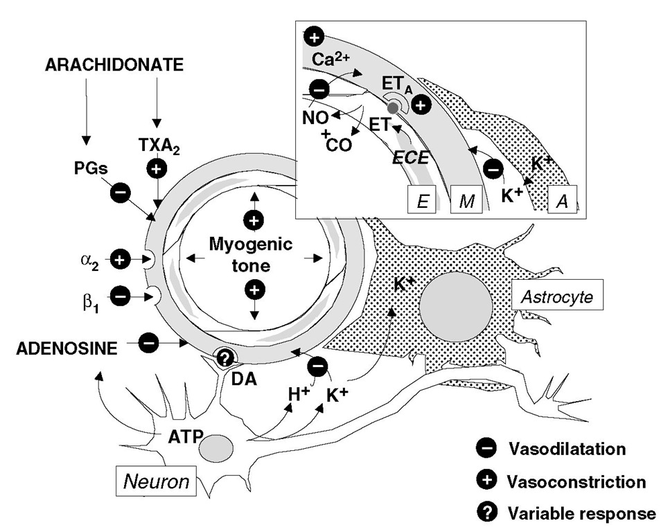 Mechanisms involved inthe regulation of rCBF in health and disease. The diagram shows a resistance vessel in the brain in the vicinity of a neuron and an astrocyte (A). E, endothelium; M, muscular layer; PGs, prostaglandins; TXA2, thromboxane A2; ET, endothelin; ECE, endothelin-converting enzyme; ETA, ETa receptor; NO, nitric oxide; CO, carbon monoxide; DA, dopamine. The inset box shows the detail of the vessel wall and adjacent glial cell process. See text for details. 