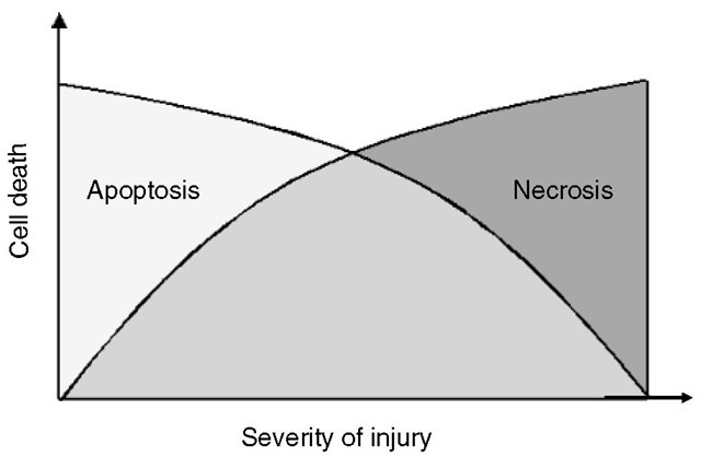 Apoptotic cell death occurs after minor injury of the cell and is the active energy-consuming form of cell death involving a 'suicide programme'. The more severe an injury becomes, the less ATP is available and the more cells start to undergo necrotic cell death. 