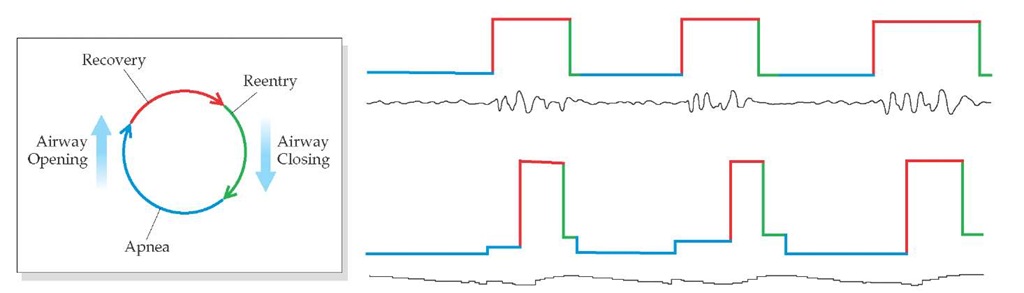 Apneas can be thought of as a recurrent or "reentry" arrhythmia of ventilation, characterized in this example by a relatively long apnea followed by phases of recovery and reentry. Such periodicity is evident in both airflow and oxygen saturation measurements. 
