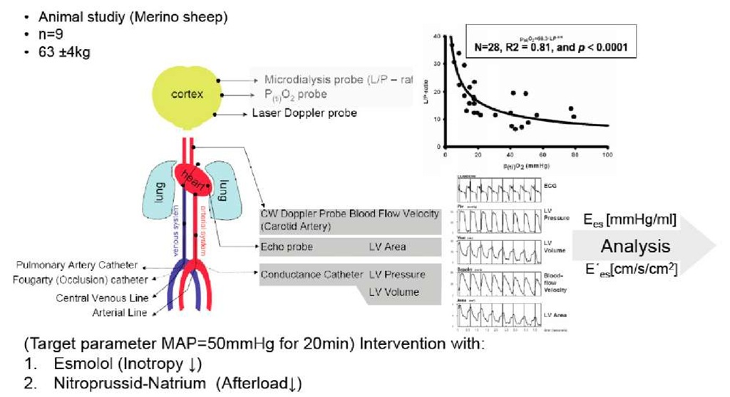 Diagram for the experiment set-up of the study "The Relationship between Carotid Arterial Flow and the Left Ventricular Area is valid to indicate contractility in states of cerebral autoregulation and decreased arterial pressure 