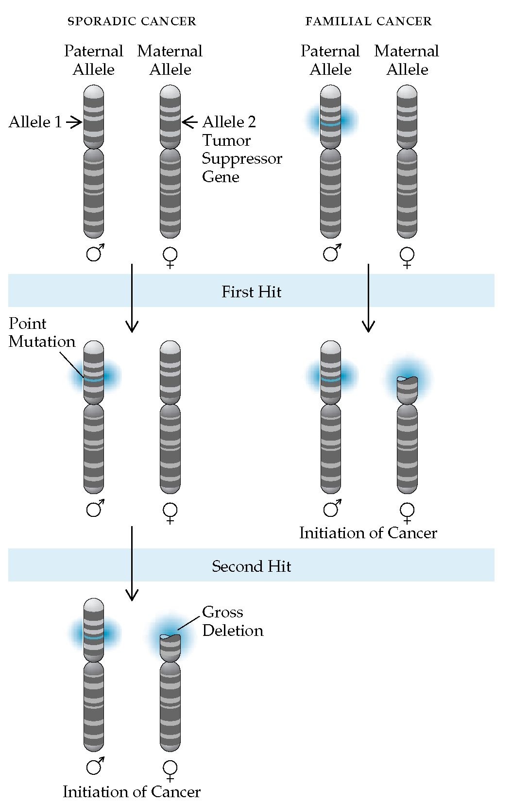 Cancer genetic hits
