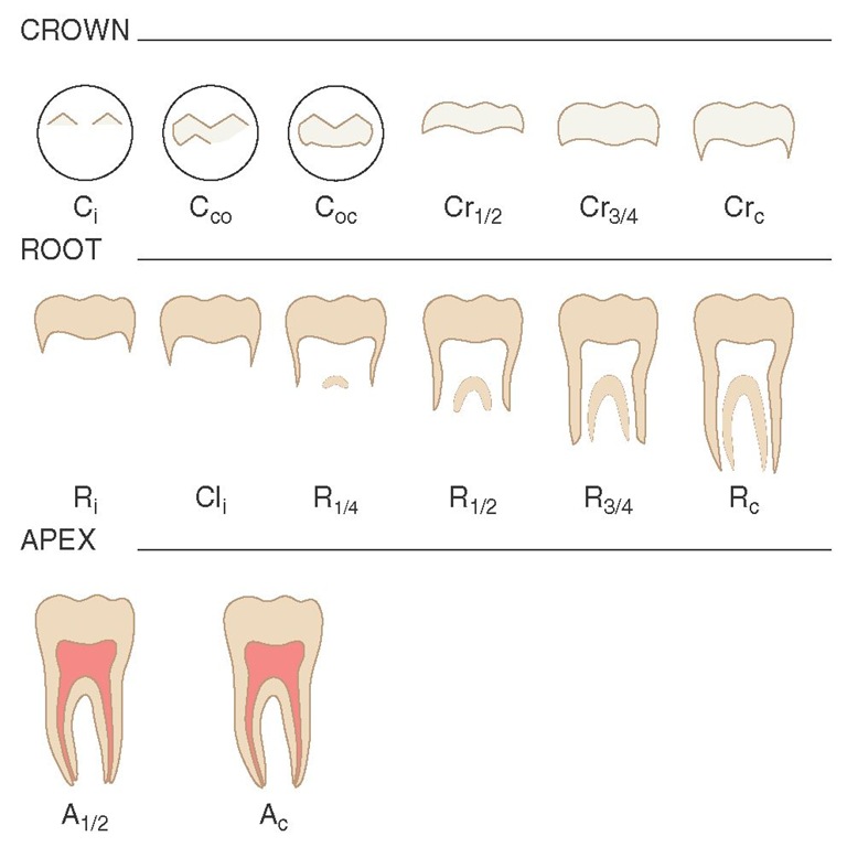 Stages of permanent tooth formation. See text for definition of abbreviations. 