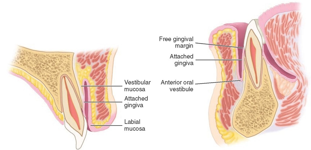 Sagittal sections through the maxillary and mandibular central incisors. 