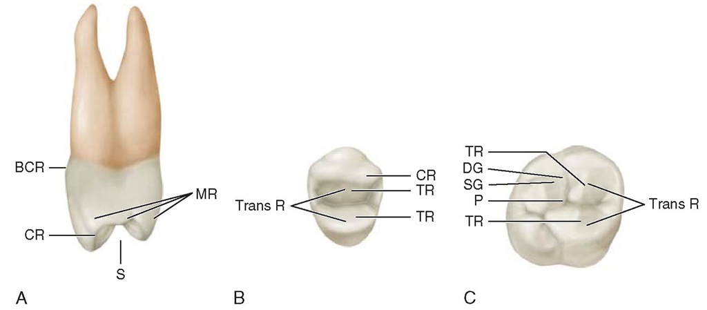  A, Mesial view of a maxillary right first premolar. MR, Marginal ridge;5, sulcus traversing occlusal surface;CR, cusp ridge;ßCR, buccocervical ridge. B, Occlusal view of maxillary right first premolar. CR, Cusp ridge; TR, triangular ridges; Trans R, transverse ridge, formed by two triangular ridges that cross the tooth transversely. C, Occlusal view of a maxillary right first molar. Trans R, Transverse ridge; TR, triangular ridge; P, pit formed by junction of developmental grooves; 5G, supplemental groove; DG, developmental groove; TR, triangular ridge. 
