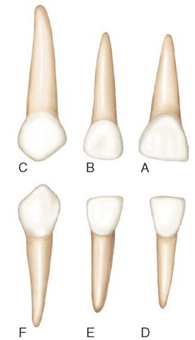 Primary right anterior teeth, labial aspect. A, Maxillary central incisor. B, Maxillary lateral incisor. C, Maxillary canine. D, Mandibular central incisor. E, Mandibular lateral incisor. F, Mandibular canine.