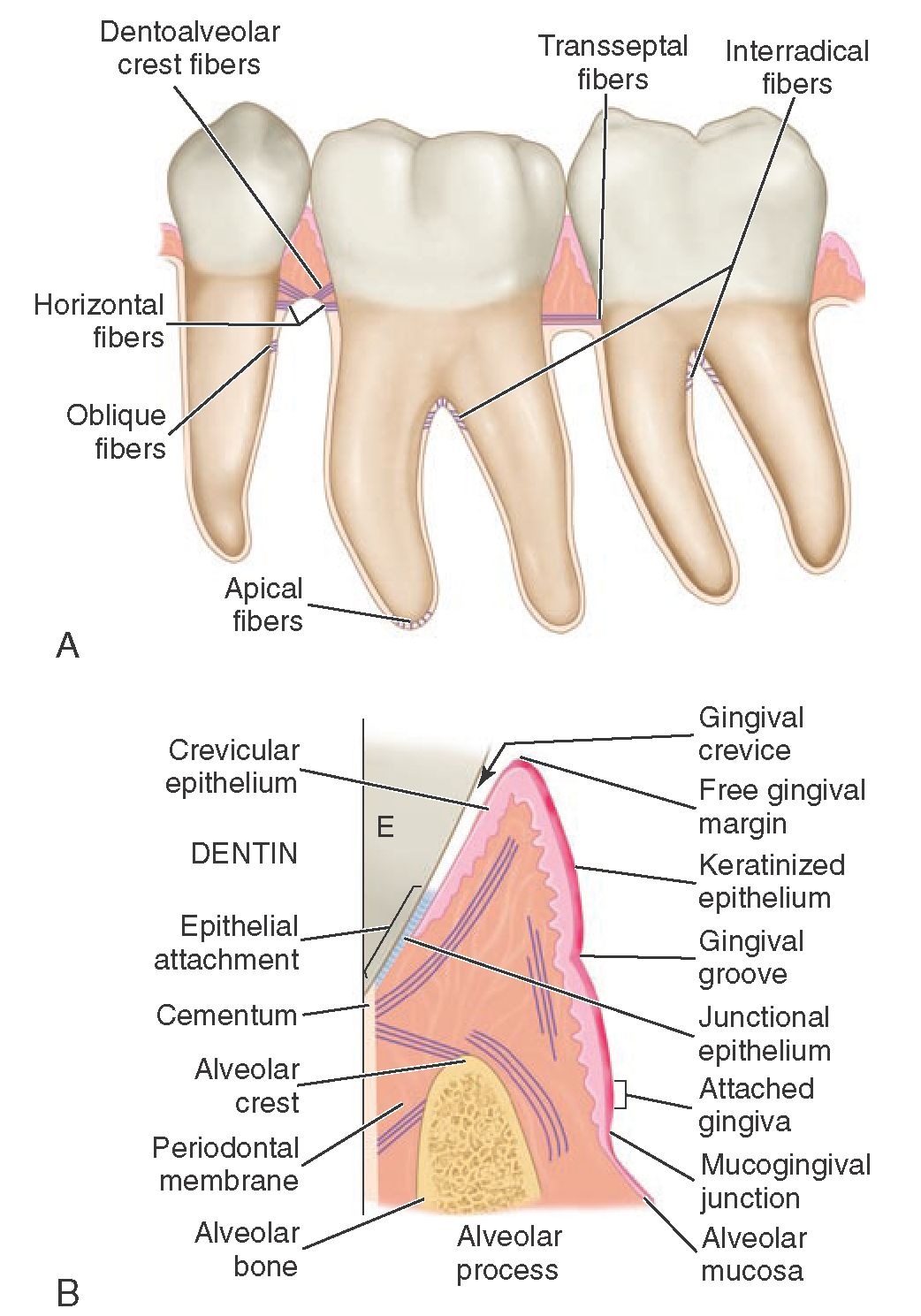 A, Principal fibers of the supporting structures. B, Schematic representation of periodontal structure at the junction of the enamel, cementum, and dentin showing attachment of gingival tissue to the tooth via the junctional epithelium. E, Enamel.
