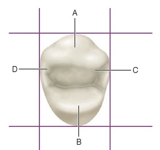 Maxillary first premolar, occlusal aspect. A, Crest of buccal ridge; B, crest of lingual ridge; C, crest of mesial contact area; D, crest of distal contact area.