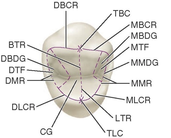 Maxillary first premolar, occlusal aspect. TBC, Tip of buccal cusp; MBCR, mesiobuccal cusp ridge; MBDG, mesiobuccal developmental groove; MTF, mesial triangular fossa; MMDG, mesial marginal developmental groove; MMR, mesial marginal ridge; MLCR, mesiolingual cusp ridge; LTR, lingual triangular ridge; TLC, tip of lingual cusp; CG, central groove; DLCR, distolingual cusp ridge; DMR, distal marginal ridge; DTF, distal triangular fossa; DBDG, distobuccal developmental groove; BTR, buccal triangular ridge; DBCR, distobuccal cusp ridge. 