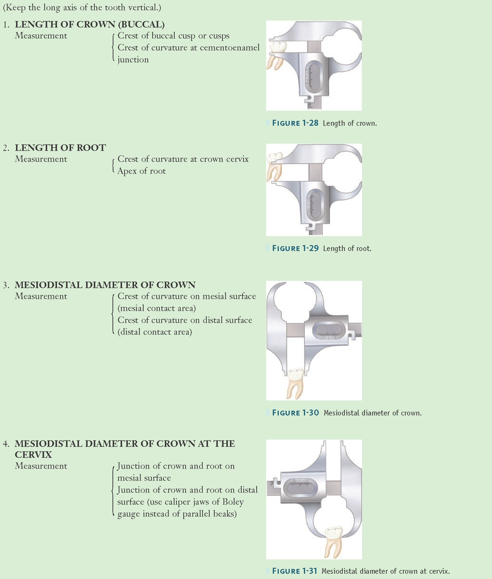 Method of Measuring an Anterior Tooth—cont'd 