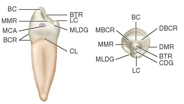Mandibular right first premolar, mesial and occlusal aspects. BC, Buccal cusp; BTR, buccal triangular ridge; LC, lingual cusp; MLDG, mesiolingual developmental groove; CL, cervical line; BCR, buccal cervical ridge; MCA, mesial contact area; MMR, mesial marginal ridge; DBCR, distobuccal cusp ridge; DMR, distal marginal ridge; CDG, central developmental groove; MBCR, mesiobuccal cusp ridge.