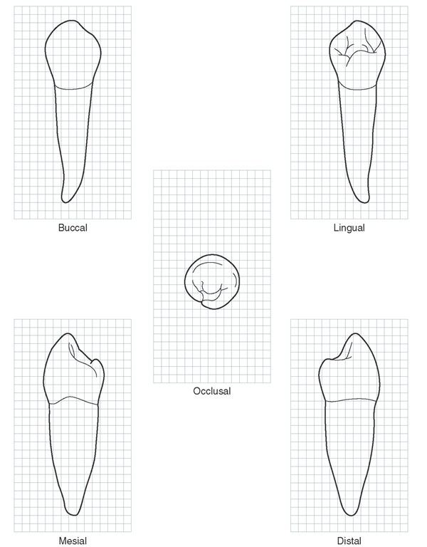 Mandibular right first premolar. Graph outlines of five aspects are shown. (Grid = 1 sq mm.)