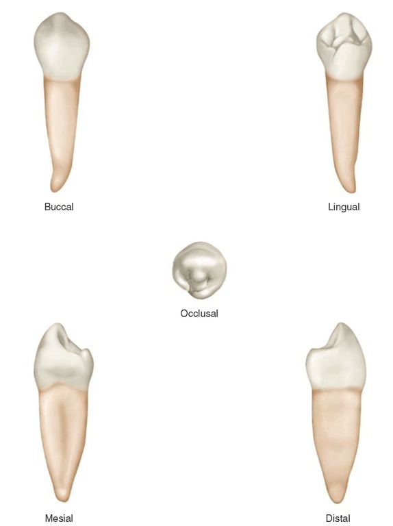 Mandibular right first premolar