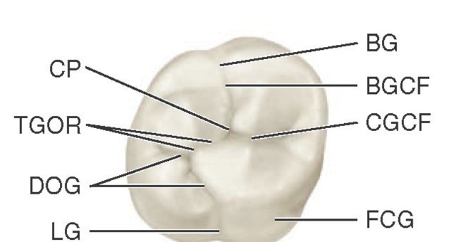 Maxillary right first molar, occlusal aspect, developmental grooves. BG, Buccal groove; BGCF, buccal groove of central fossa; CGCF, central groove of central fossa; FCG, fifth cusp groove; LG, lingual groove; DOG, distal oblique groove; TGOR, transverse groove of oblique ridge; CP, central pit.