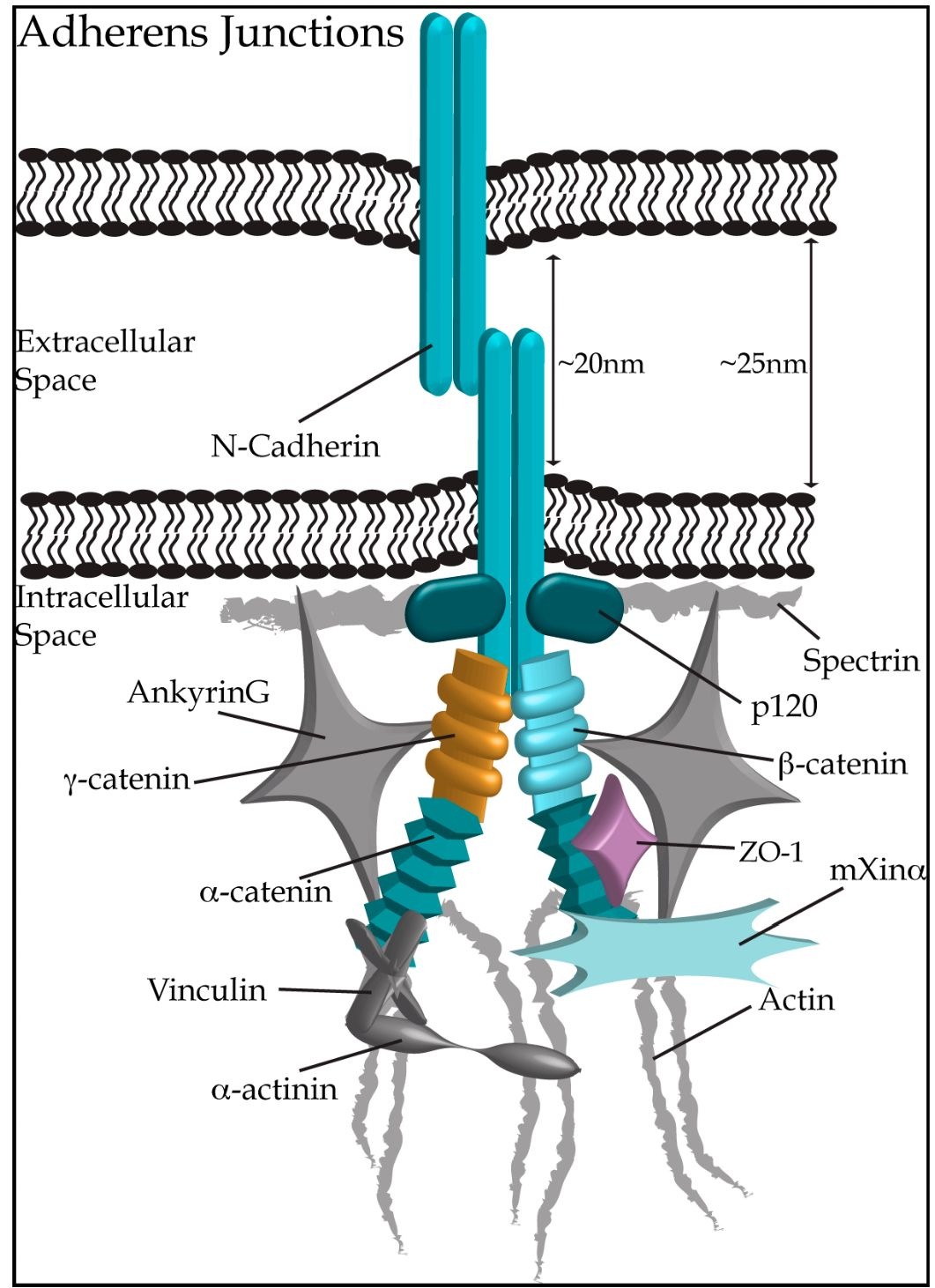 Adherens Junctions connect neighbouring cardiomyocytes through homophilic dimers of N-cadherin. Connections within the intracellular space link N-cadherin to the actin cytoskeleton (depicted in grey), via additional adherens junction proteins (shown in hues of teal), ie. p120 catenin, P-catenin, a-catenin and mXina. Proteins not traditionally considered as components of adherens junctions, but localizing to the ID are shown in grey. Proteins of other ID structures, ZO-1 (gap junctions) and y-catenin (desmosomes), are depicted in light purple and gold, respectively.