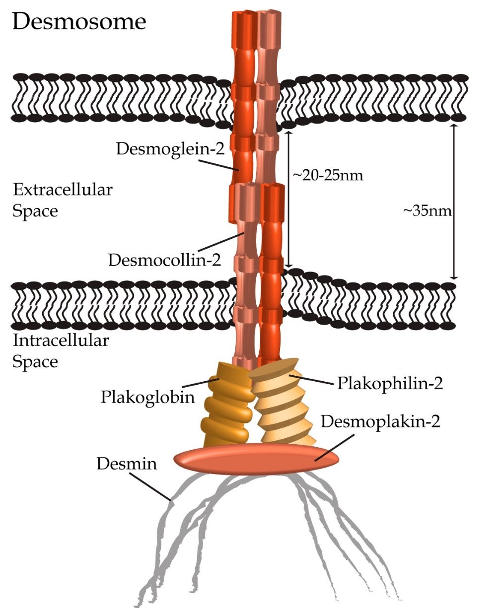 Desmosomes connect neighbouring cardiomyocytes through heterophilic dimers of desmocollin-2 and desmoglein-2 (shown in hues of orange) forming within the extracellular space. Interactions with plakophilin-2, plakoglobin (a.k.a. y-catenin) and desmoplakin-1 (depicted in hues of gold and orange) link the desmosomal complex to the intermediate filament protein desmin (shown in gray) in cardiomyocytes.