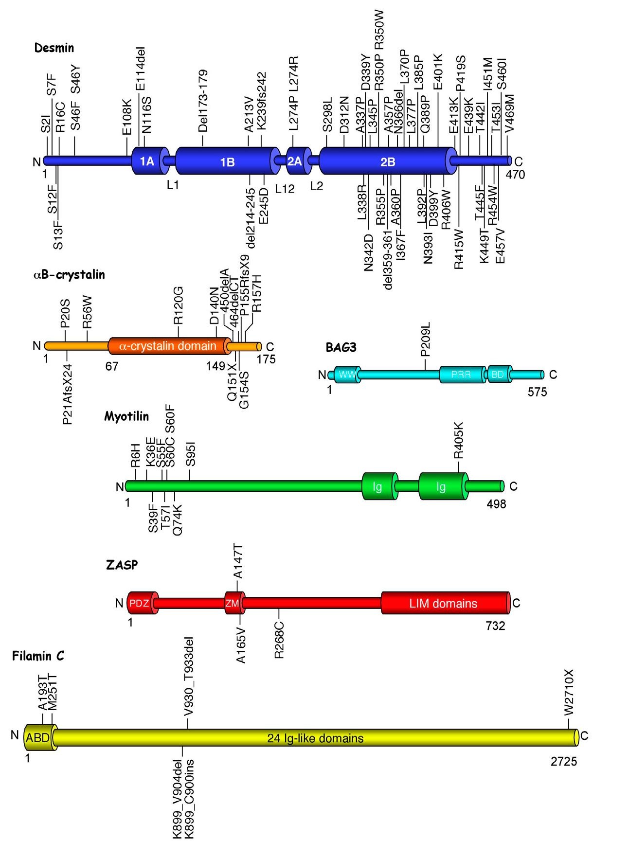 Schematic representation and localization of mutations in the six proteins involved in myofibrilar myopathies.