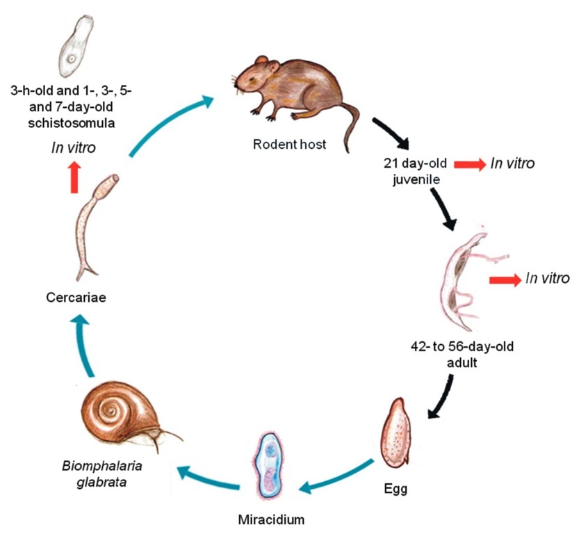 parasitic helminths life cycle