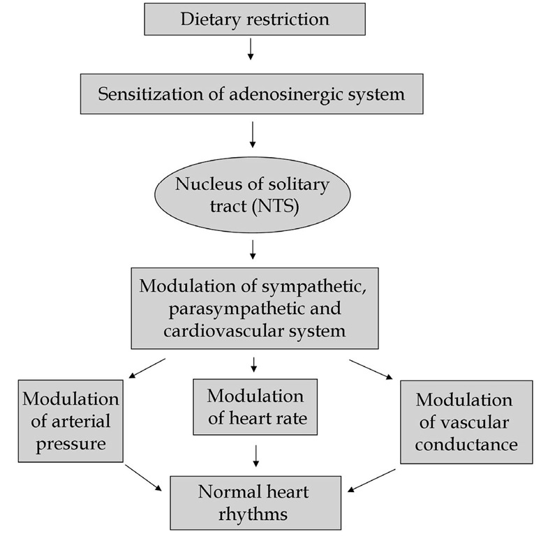 Hypothesized model of dietary restriction induced cardioprotection. 