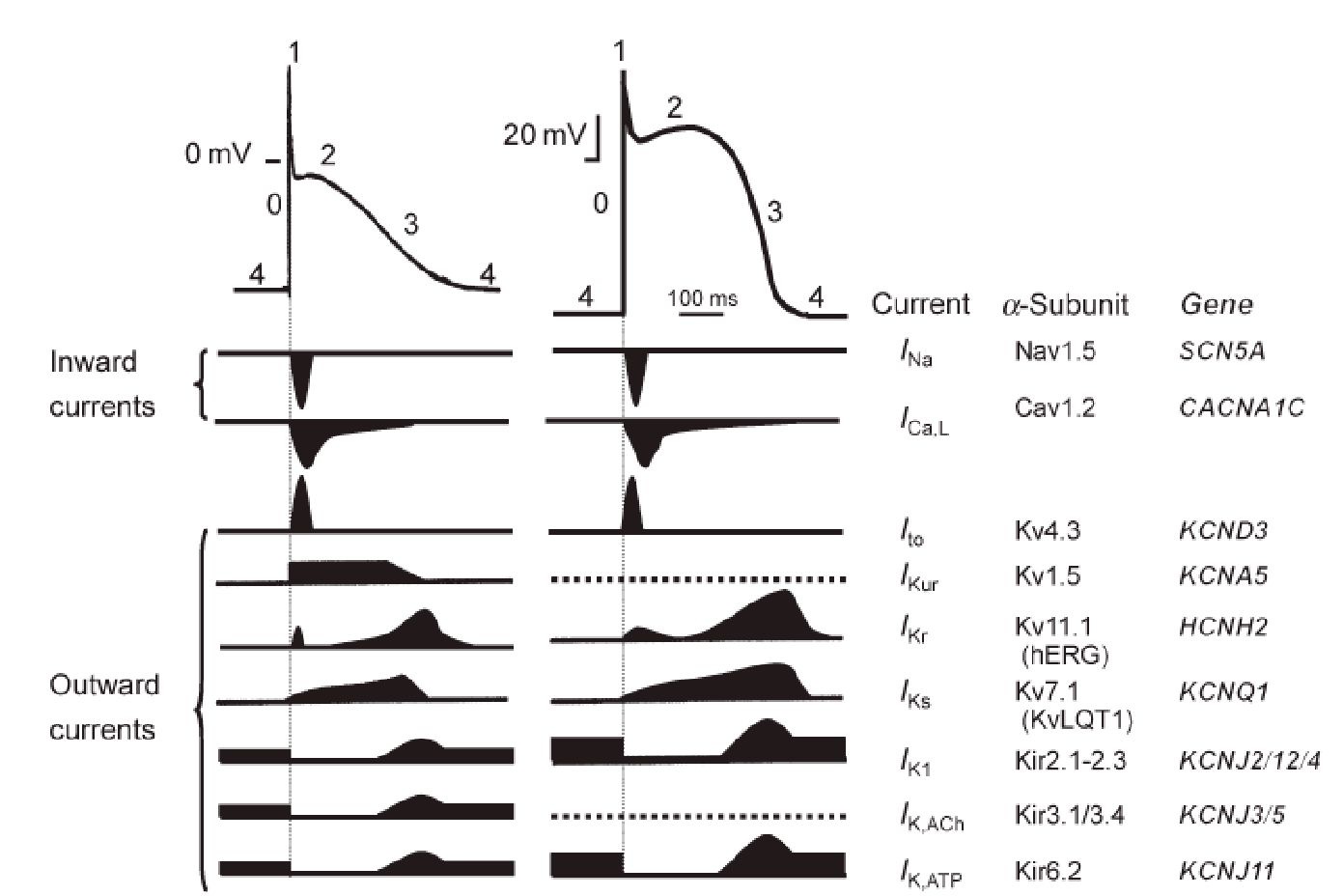 Currents of sodium, calcium and potassium channels underlie the atrial and ventricular action potential. 