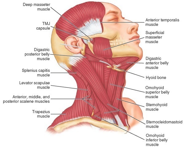 Muscles of the neck. TMJ, Temporomandibular joint. 