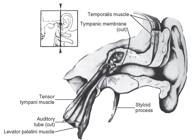 Section through the ear showing inner ear structures and the tensor tympani muscle, which is active in stretching the tympanic membrane. 
