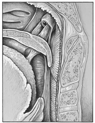 Muscles of the throat. Eustachian tube and tensor palatinus muscle, which is active in opening the auditory tube. 