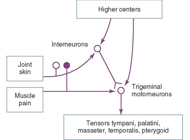 Information from joints, skin, muscles, and higher centers converge on the interneurons and trigeminal motor nucleus. 