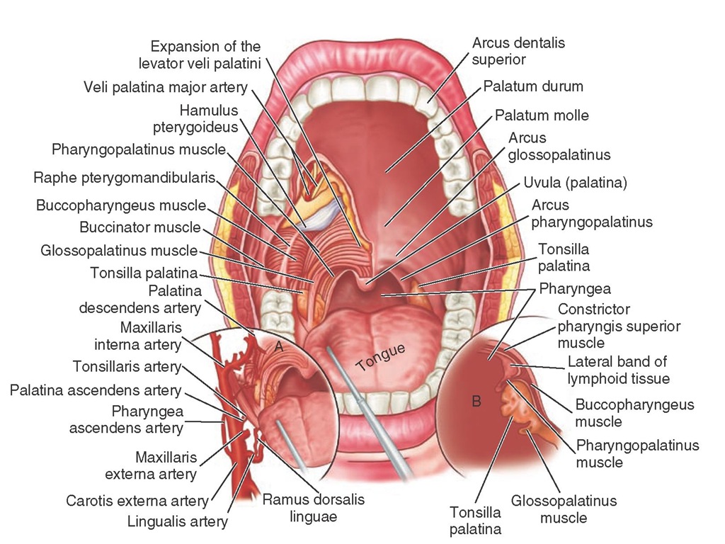Oral pharynx, with special reference to the palatine tonsil and the musculature of the palate.