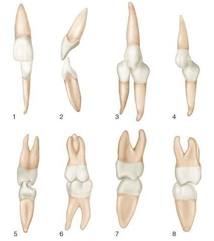 Normal intercuspation of maxillary and mandibular teeth. 1, Central incisors (labial aspect). 2, Central incisors (mesial aspect). 3, Maxillary canine in contact with mandibular canine and first premolar (facial aspect). 4, Maxillary first premolar and mandibular first premolar (buccal aspect). 5, Maxillary first premolar and mandibular first premolar (mesial aspect). 6, First molars (buccal aspect). 7, First molars (mesial aspect). 8, First molars (distal aspect).