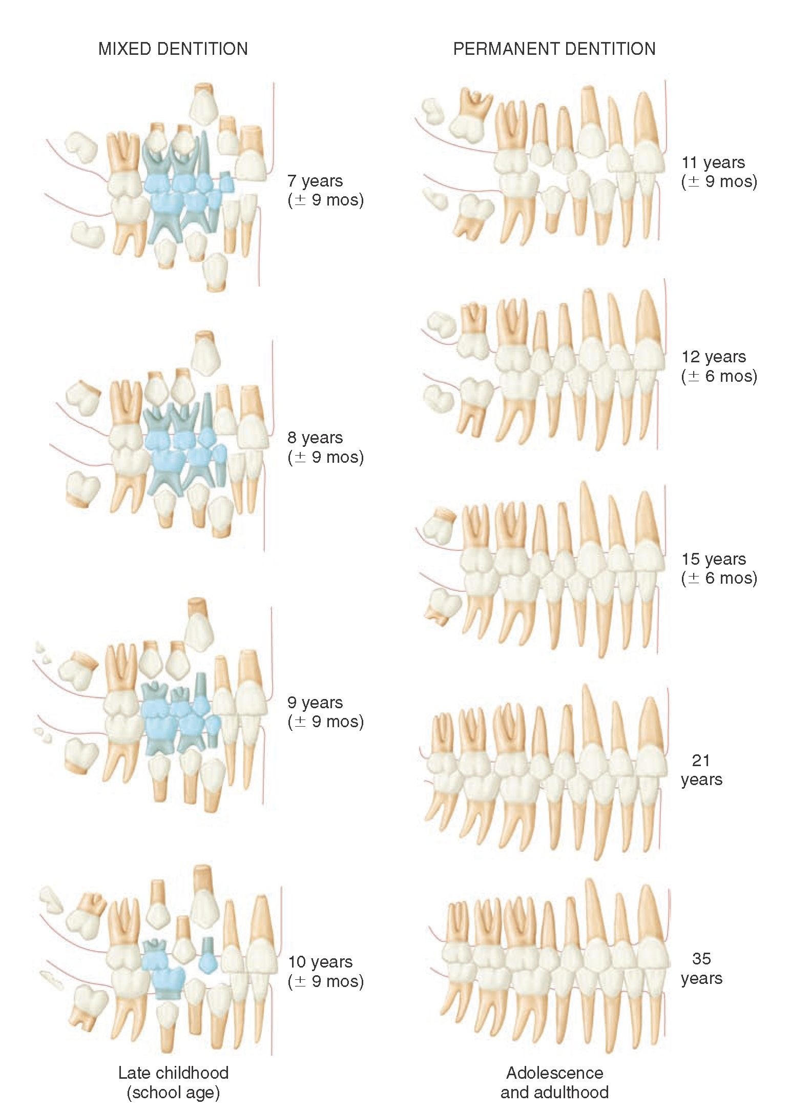 Development of the human dentition from the seventh year to maturity. Note the displacement of the primary teeth. 