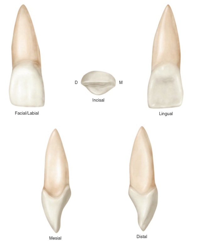 Maxillary central incisor (right). 