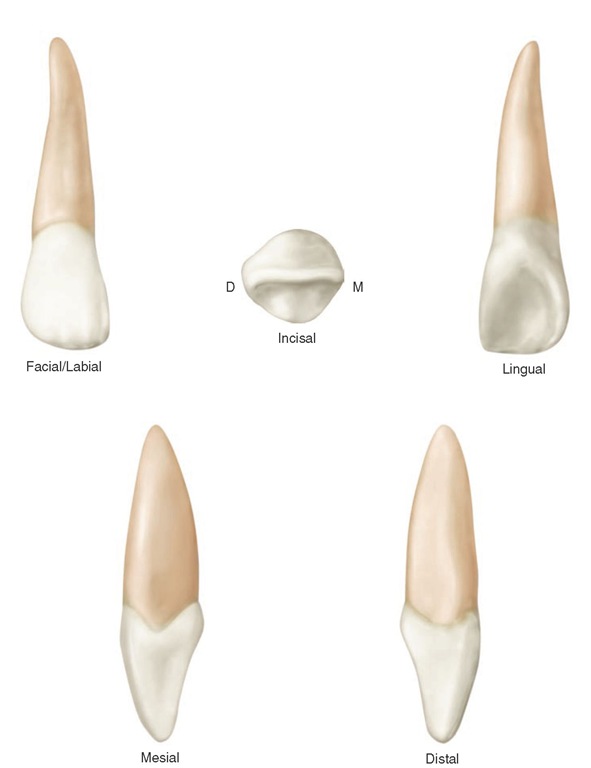 Maxillary lateral incisor (right). 