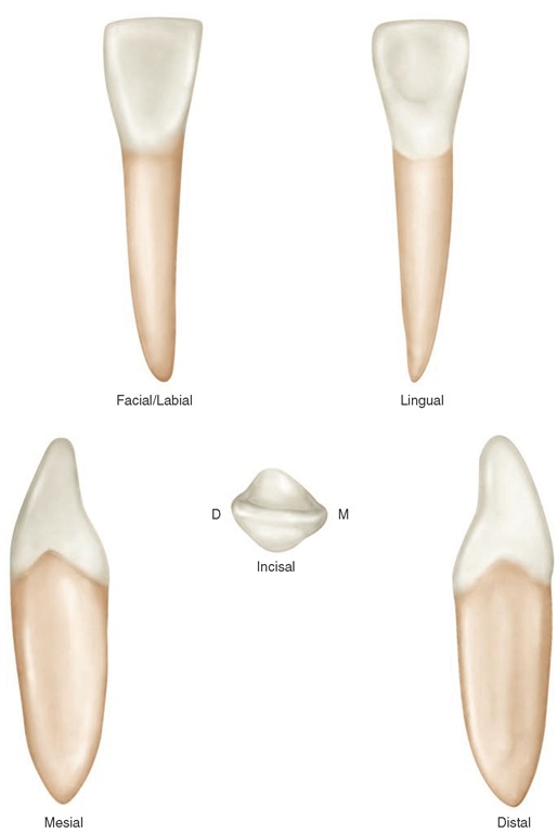 Mandibular lateral incisor (right). 
