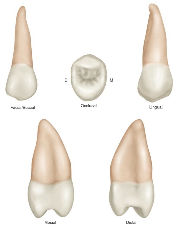 Maxillary second premolar (right). 