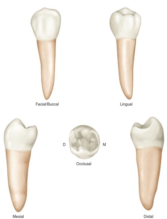 Mandibular second premolar (right). 