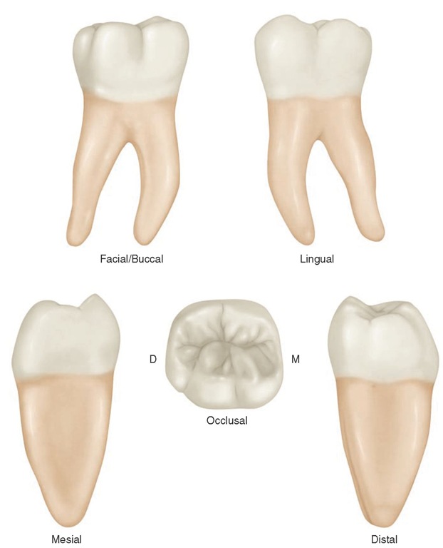 Mandibular first molar (right). 
