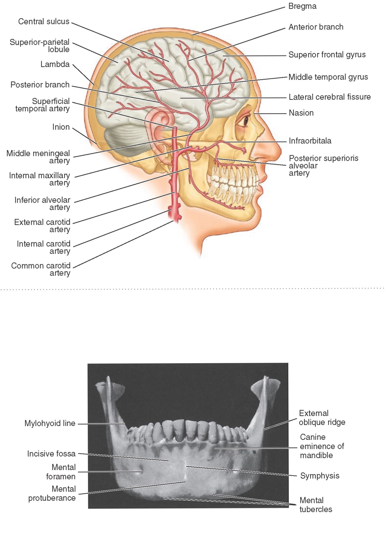 Flash Cards (Dental Anatomy, Physiology and Occlusion) Part 11
