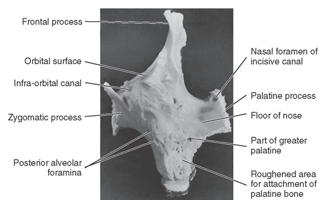 Posterior view of left maxilla. 