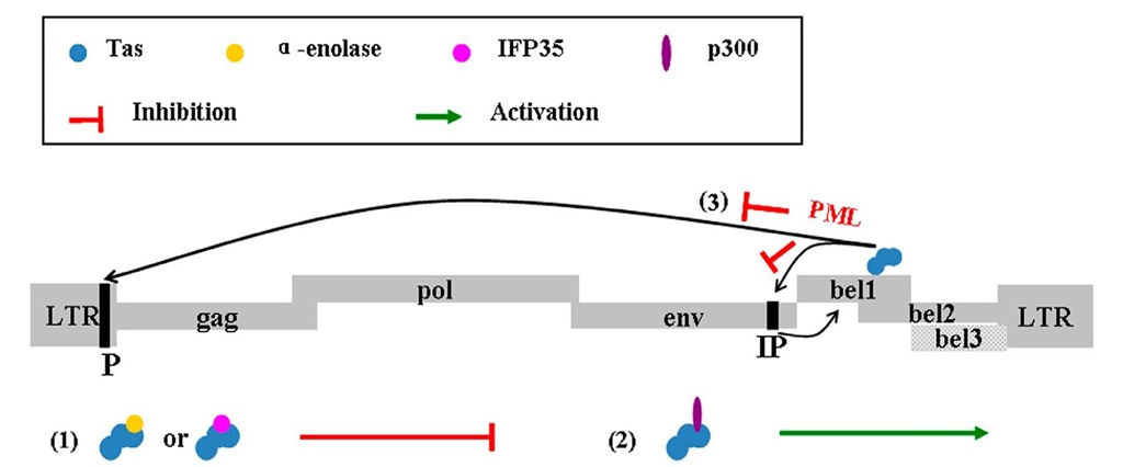 The genomic organization of FVs and Tas of FVs interacted with other proteins in cells