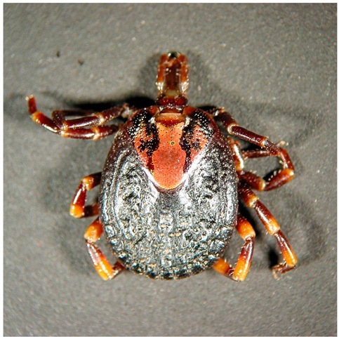 Amblyomma hebraeum, the principal vector of African-tick bite fever (ATBF) in southern Africa. 