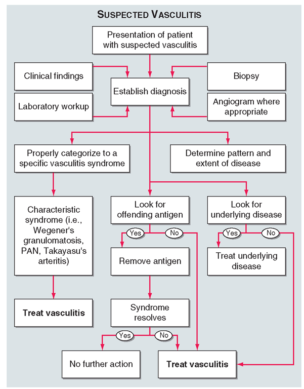 Algorithm for the approach to a patient with suspected diagnosis of vasculitis. PAN, polyarteritis nodosa. 
