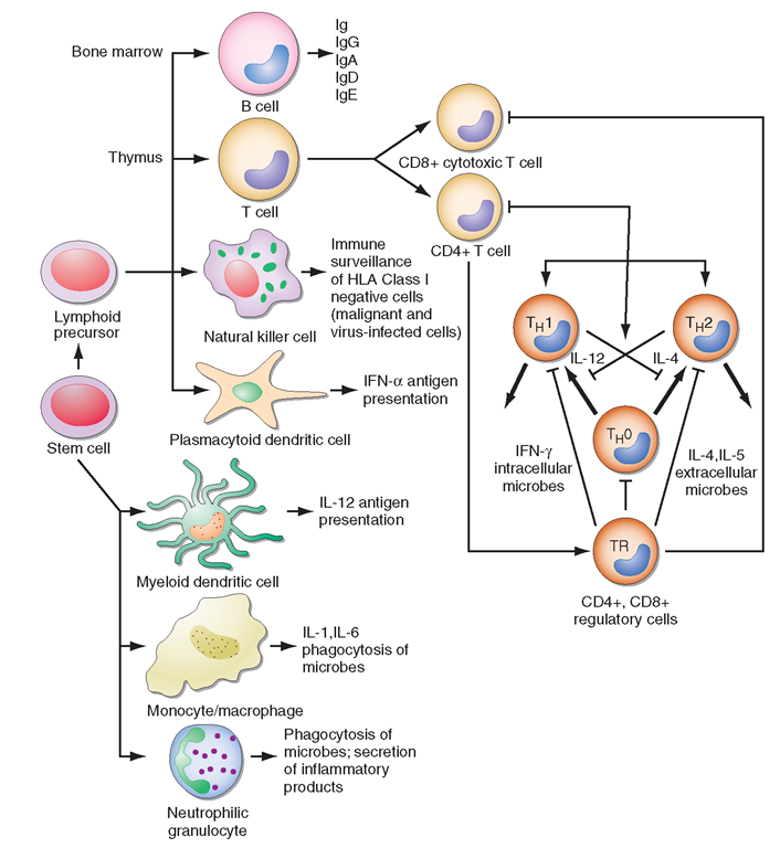 Schematic model of intercellular interactions of adaptive immune system cells. In this figure the arrows denote that cells develop from precursor cells or produce cytokines or antibodies; lines ending with bars indicate suppressive intercellular interactions. Stem cells differentiate into either T cells, antigen-presenting dendritic cells, natural killer cells, macrophages, granulocytes, or B cells. Foreign antigen is processed by dendritic cells, and peptide fragments of foreign antigen are presented to CD4+ and/or CD8+ T cells. CD8+ T cell activation leads to induction of cytotoxic T lymphocyte (CTL) or killer T cell generation, as well as induction of cytokine-producing CD8+ cytotoxic T cells. For antibody production against the same antigen, active antigen is bound to sIg within the B cell receptor complex and drives B cell maturation into plasma cells that secrete Ig. TH1 or TH2 CD4+ T cells producing interleukin (IL) 4, IL-5, or interferon (IFN)y regulate the Ig class switching and determine the type of antibody produced. CD4+, CD25+ T regulatory cells produce IL-10 and downregulate T and B cell responses once the microbe has been eliminated. GM-CSF, granulocyte-macrophage colony stimulating factor; TNF, tumor necrosis factor. 