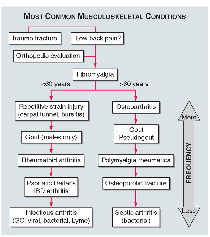 Algorithm for consideration of the most common musculoskeletal conditions. (IBD, inflammatory bowel disease; GC, gonococcal.) 