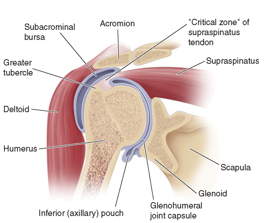 Coronal section of the shoulder illustrating the relationships of the glenohumeral joint, the joint capsule, the subacromial bursa, and the rotator cuff (supraspinatus tendon).